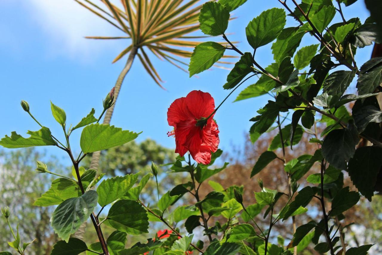 Morada Dos Hibiscos Hotel Прайя-ду-Роза Екстериор снимка